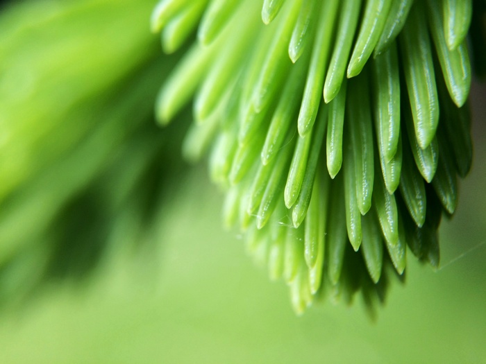 Close-up of a green pine tree branch