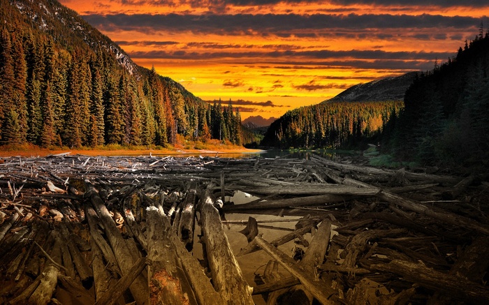 Dead trees in a lake at sunset