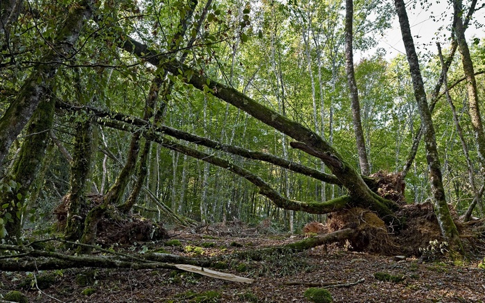 Fallen trees in a dense forest