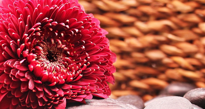 4K Red Gerbera Daisy on Stones and Woven Background