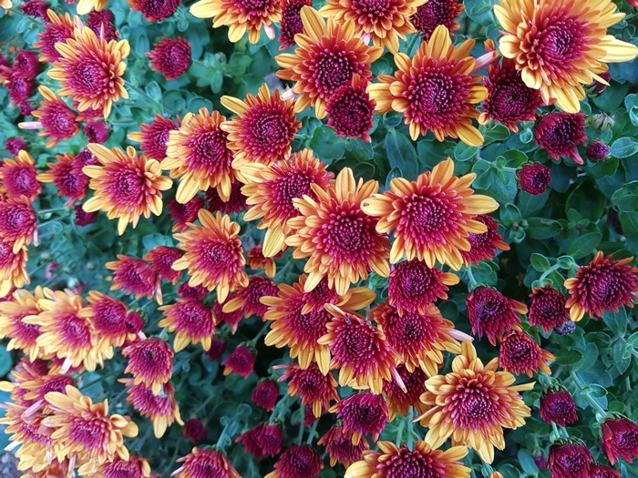 Yellow, Pink, 4K, Chrysanthemums