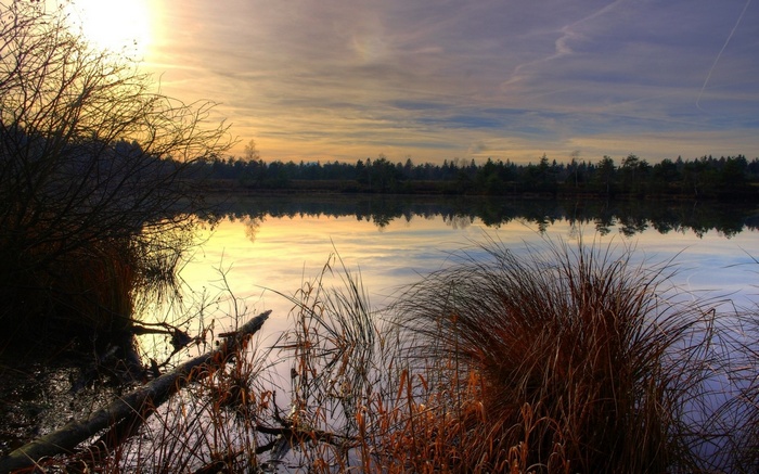 Sunset over a calm lake with reeds and trees
