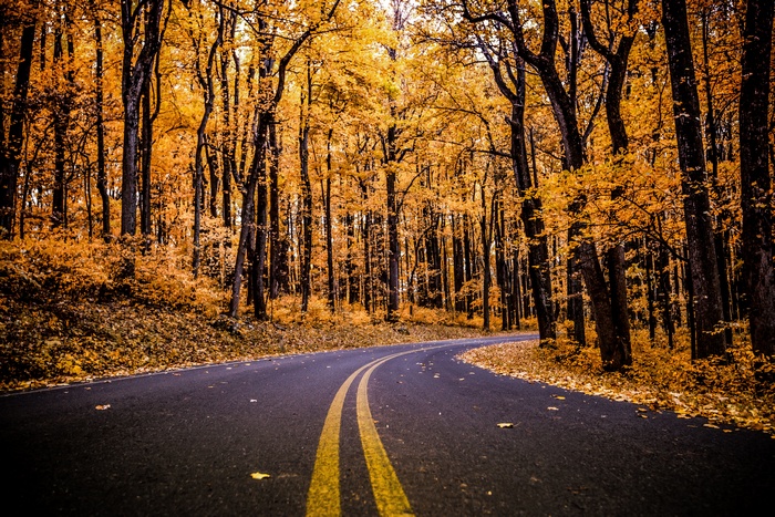 Road through an autumn forest with yellow foliage