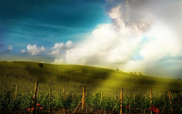 Vineyard on a rolling hill under a cloudy sky