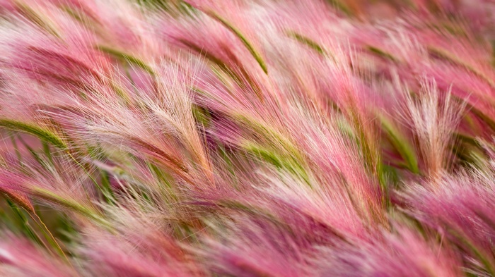 Pink Foxtail Barley 4K