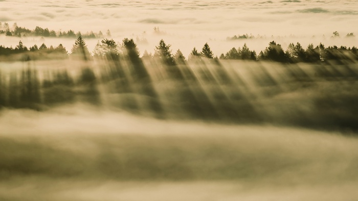 Misty forest with sunbeams through clouds