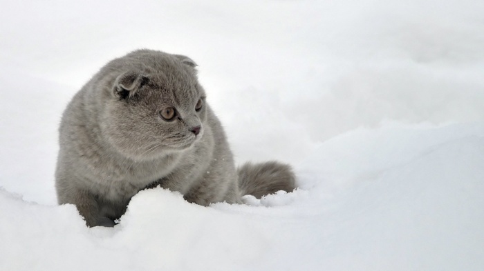 Scottish Fold kitten in the snow