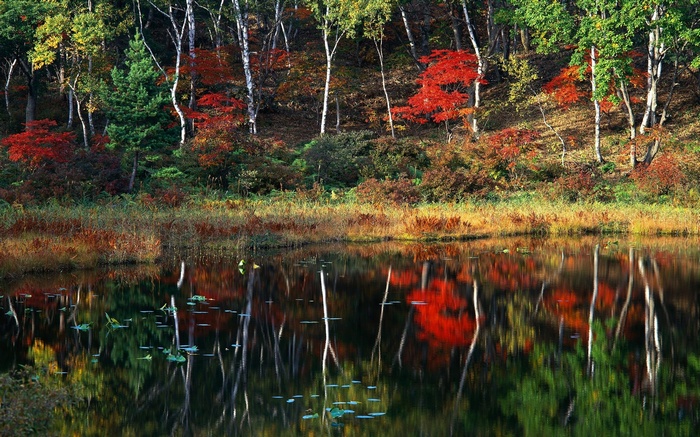 Autumn forest reflected in a calm lake