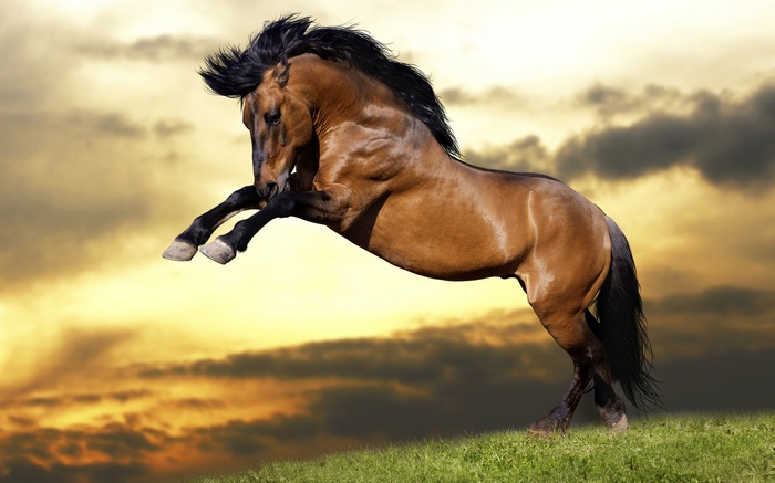 Brown horse rearing up on a grassy hill