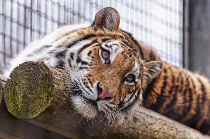 Sumatran tiger resting on a wooden beam at Almaty Zoo