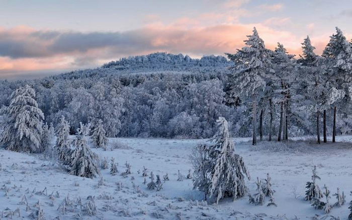 Snow-covered forest and meadow at sunrise