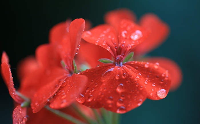 Red Geraniums with Water Droplets in 4K