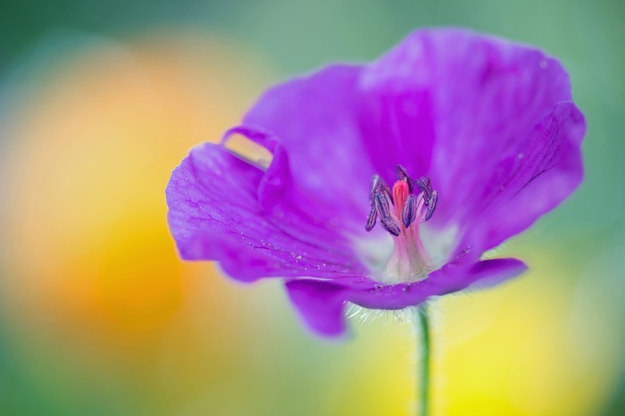 4K Purple Geranium Flower