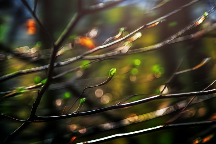 Spring Branches with New Growth and Bokeh