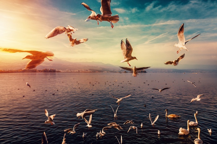 Seagulls flying over a lake at sunset 4K