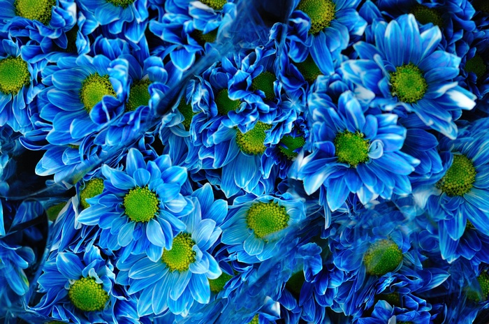 Blue Chrysanthemums Bouquet 4K