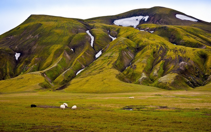 Sheep grazing in a green valley with mossy mountains