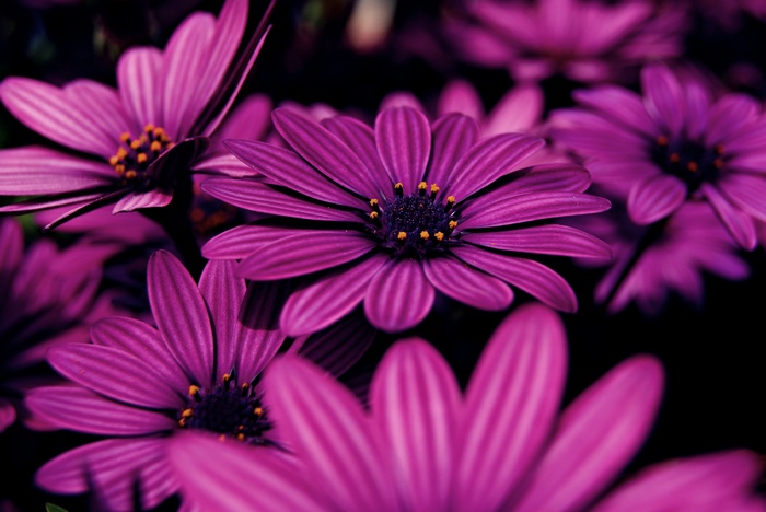 Purple Lilac Flowers 4K