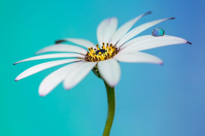 4K White Daisy with Water Droplet