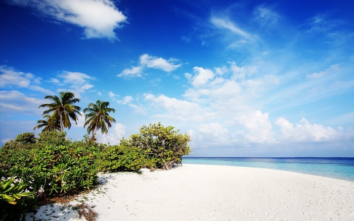 Tropical beach with palm trees and blue sky