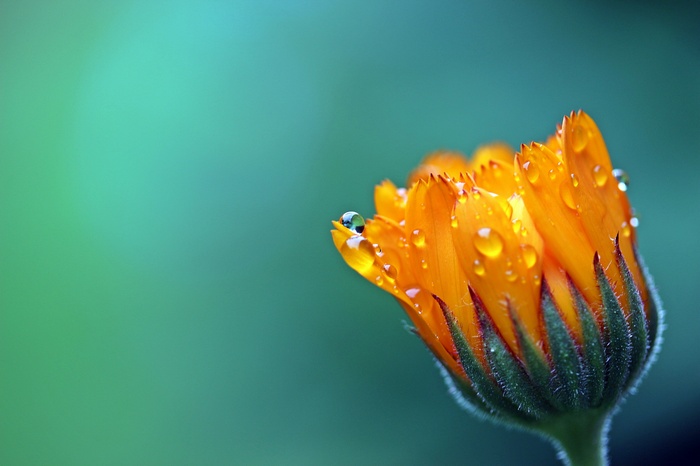 Marigold, Calendula, Droplets, Bloom, 4K