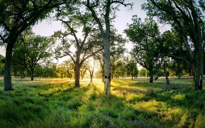Sunlight filtering through trees in a grassy meadow