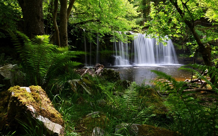 Waterfall in a lush green forest with ferns and rocks