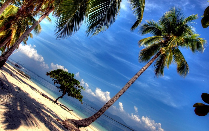Palm trees on a tropical beach with blue sky