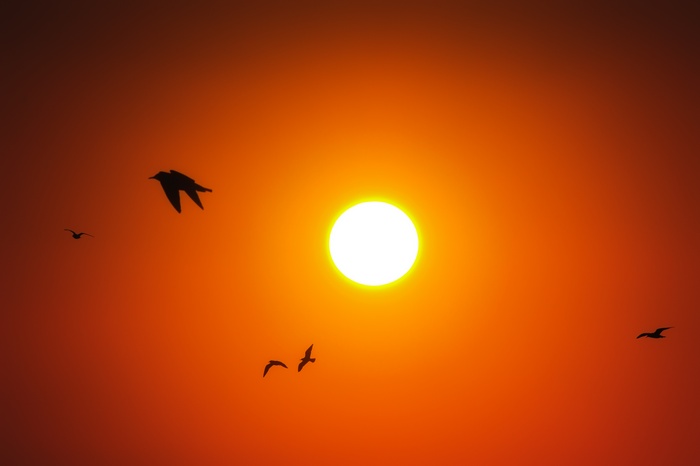 Birds flying in front of the sun during sunrise