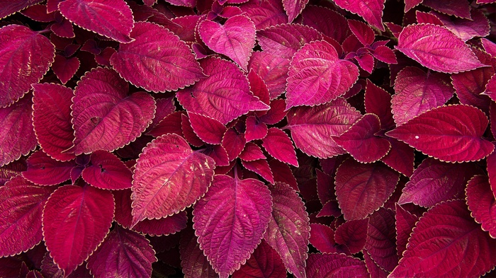 Maroon leaves with serrated edges