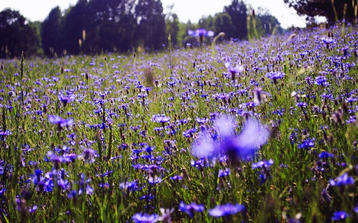 Field of blue cornflowers with trees in the background