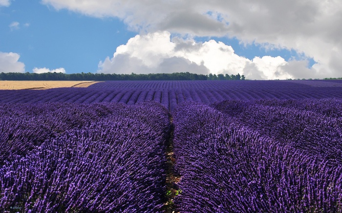 Lavender field under a cloudy sky
