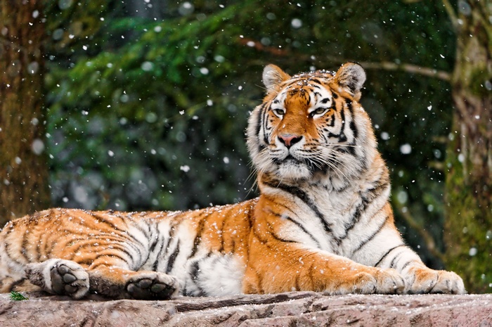 4K, Elena, Tigress, Snowfall, Siberian tiger