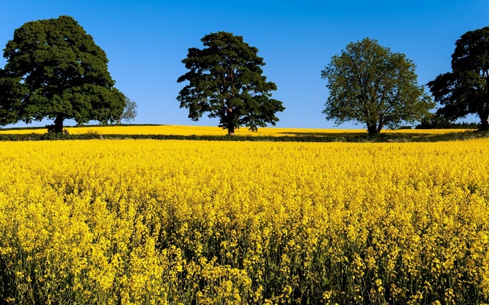 Field of yellow flowers with trees and blue sky