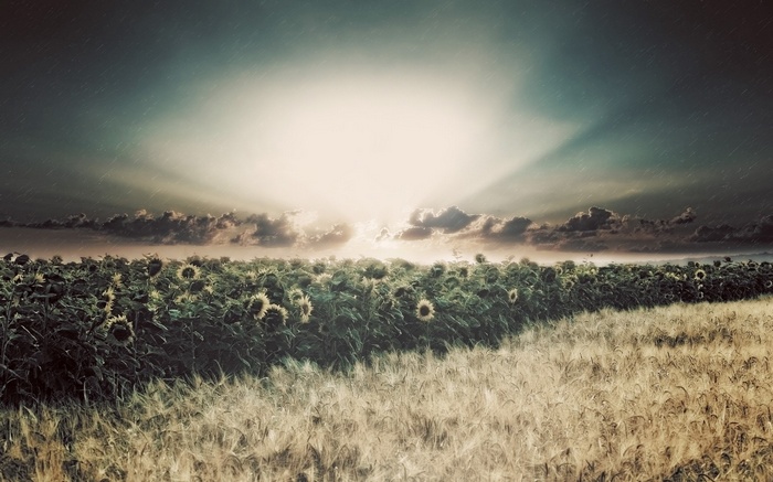 Field of sunflowers and wheat under a dramatic sky