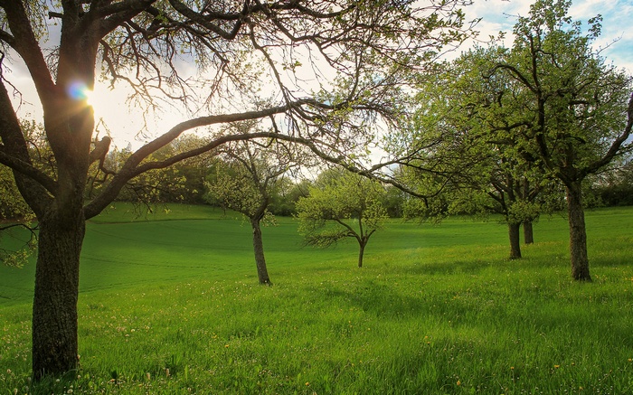 Sunlight filtering through trees in a green meadow