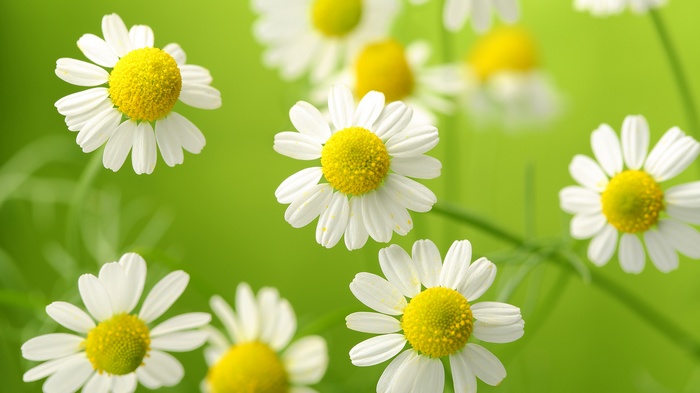 Chamomile flowers with yellow centers on a green background