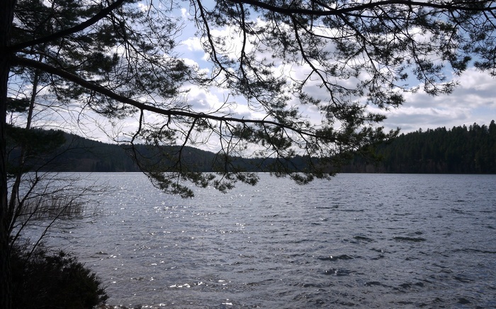 Lake and forest viewed through tree branches