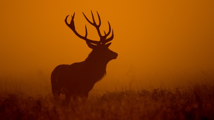 Silhouette of a deer at dawn
