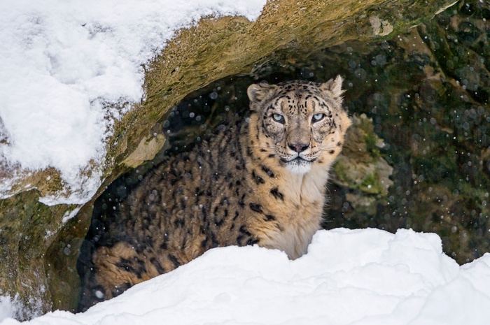 Snow Leopard in a Snowy Cave