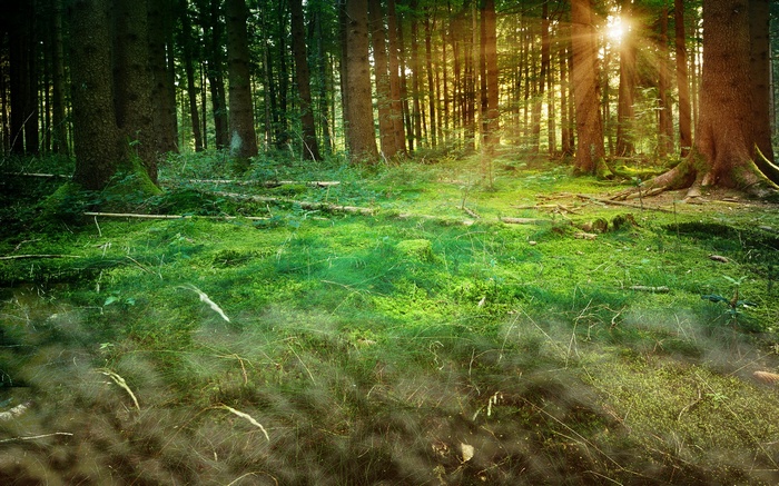 Sunlight filtering through a dense forest with mossy ground