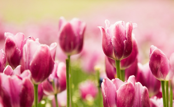 Pink Tulips in a Field