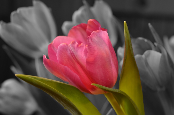 Pink Tulip 4K