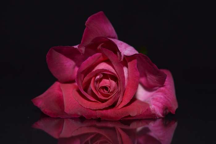 Red Rose with Dark Background