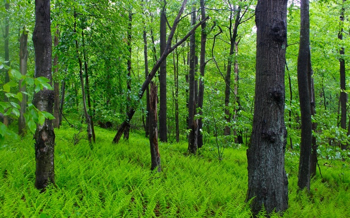 A dense forest with lush green ferns and tall trees.