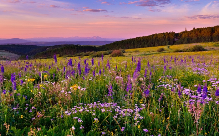 Wildflower meadow at sunset with mountains