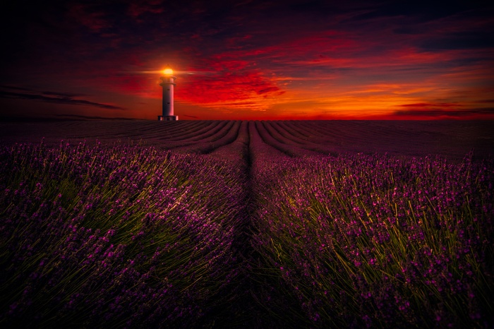Lighthouse in Lavender Field at Sunset