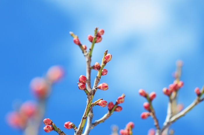 Plum Blossoms Buds on Branches Against Blue Sky