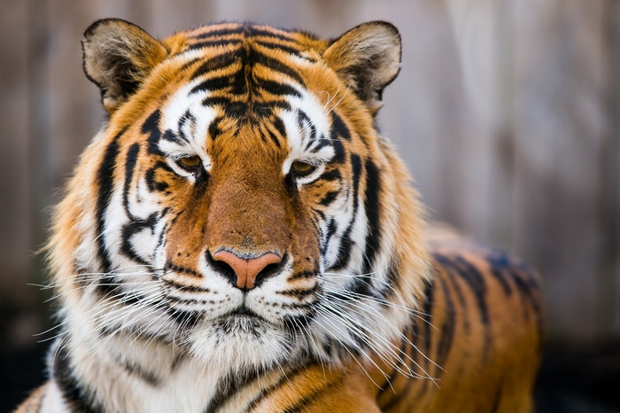 Close-up of a Tiger's Face