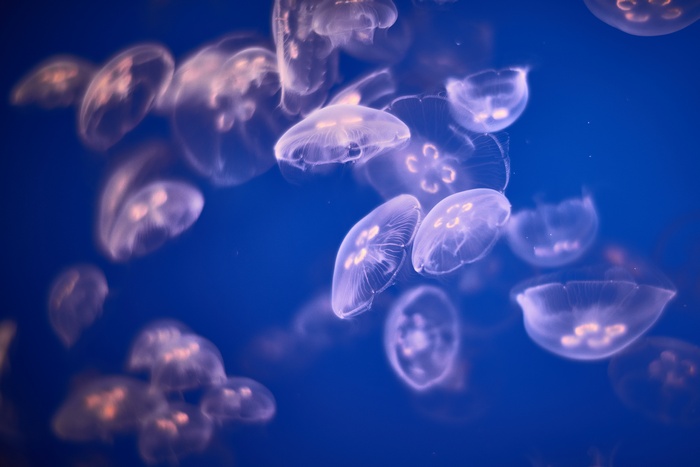 Jellyfish underwater 4K
